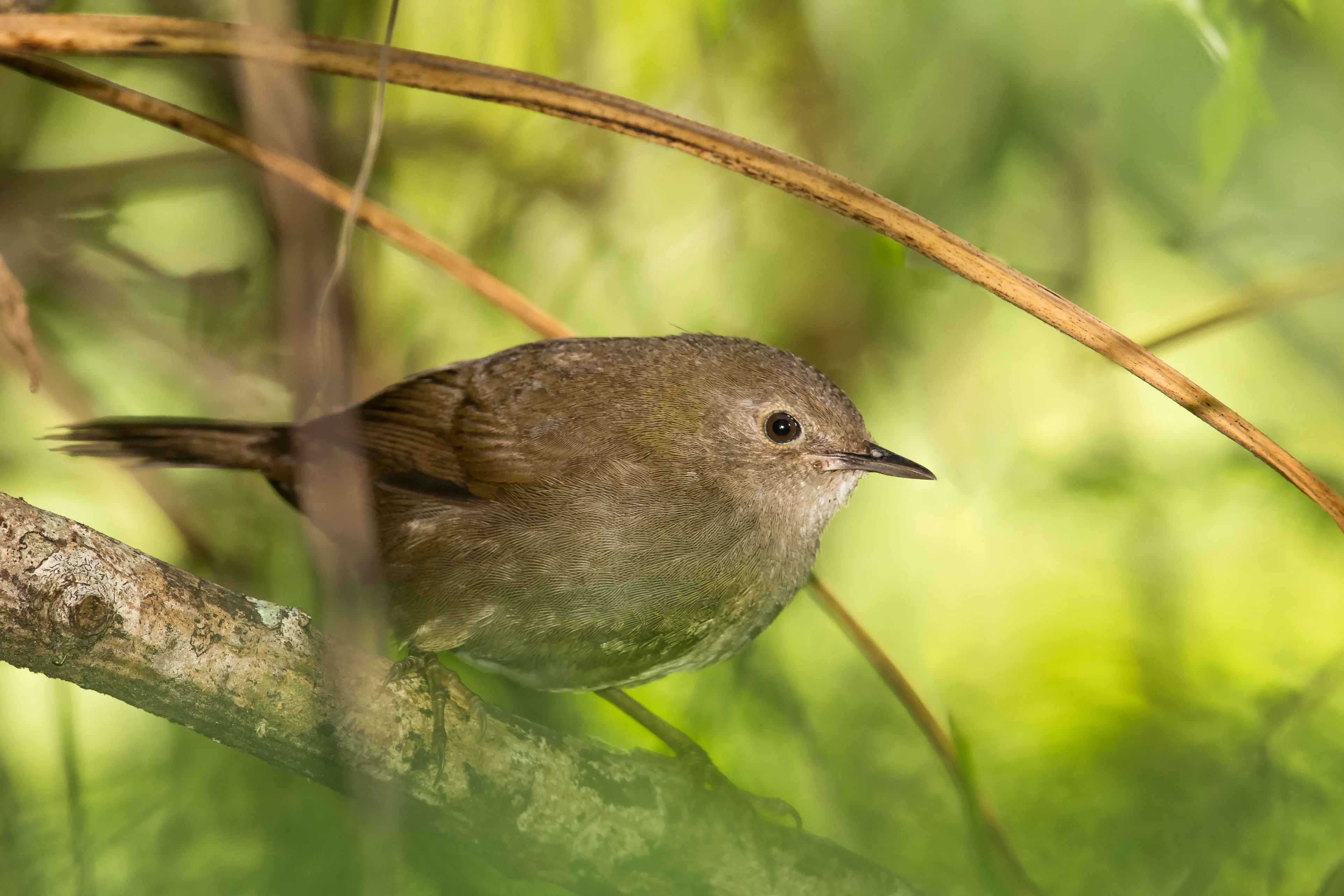 Wald-Rohrsänger (Bradypterus sylvaticus)