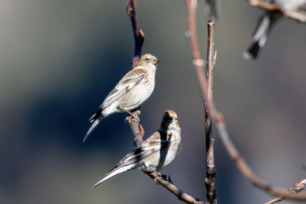 Wald-Schneegimpel (Leucosticte nemoricola)