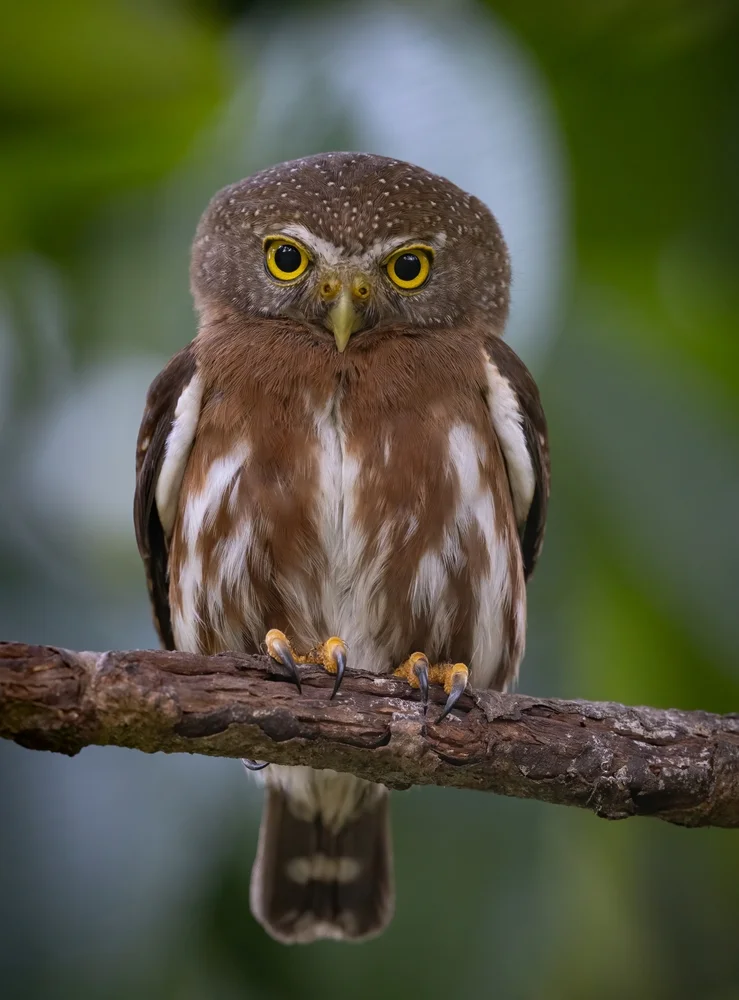 Wald-Zwergkauz (Glaucidium sylvaticum)