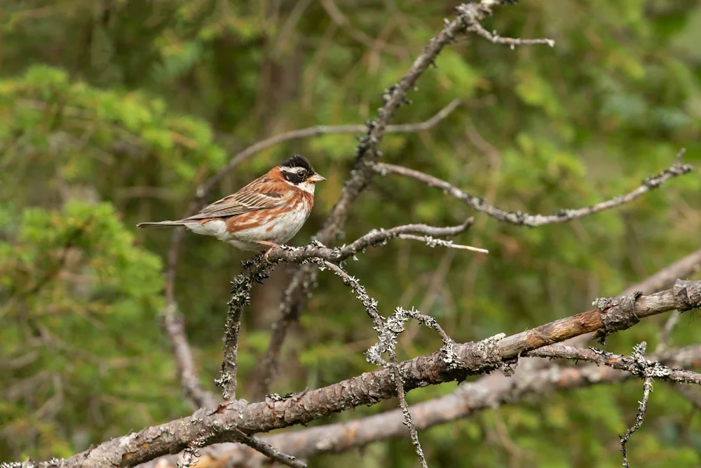 Waldammer (Emberiza rustica)