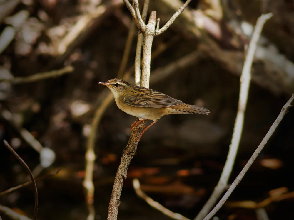Waldbaumläufer-Grassänger (Locustella certhiola)