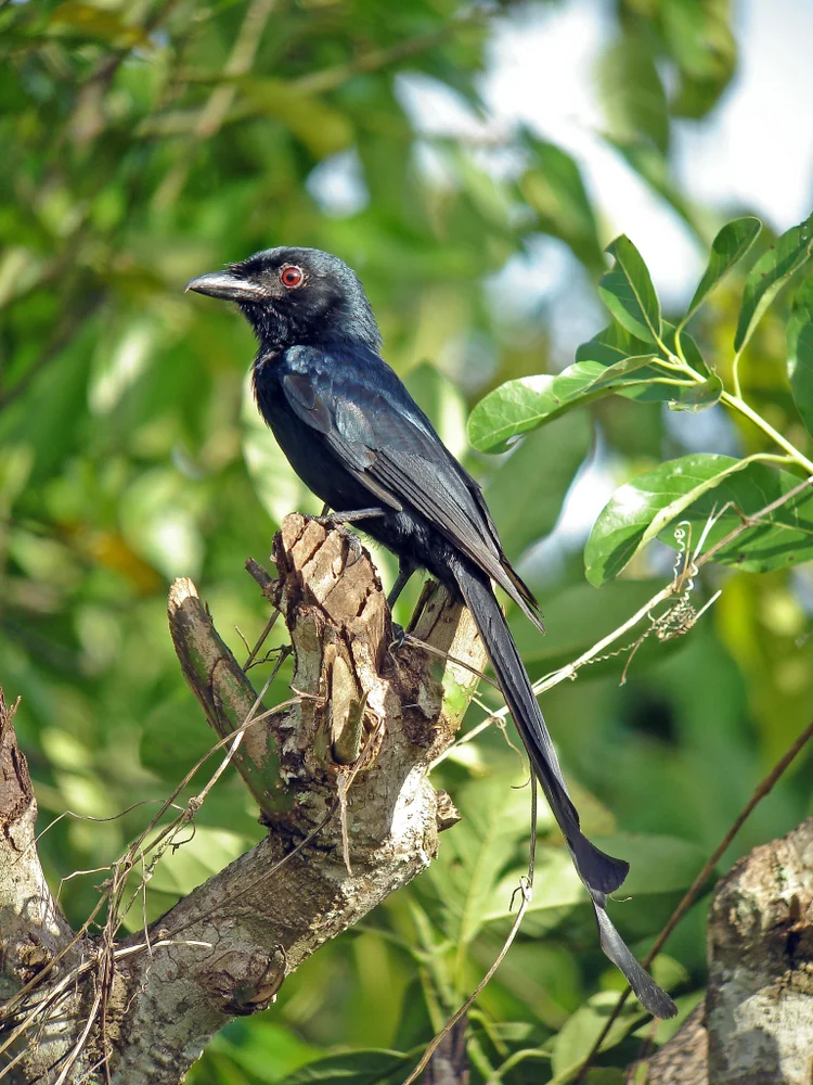 Walden-Drongo (Dicrurus waldenii)