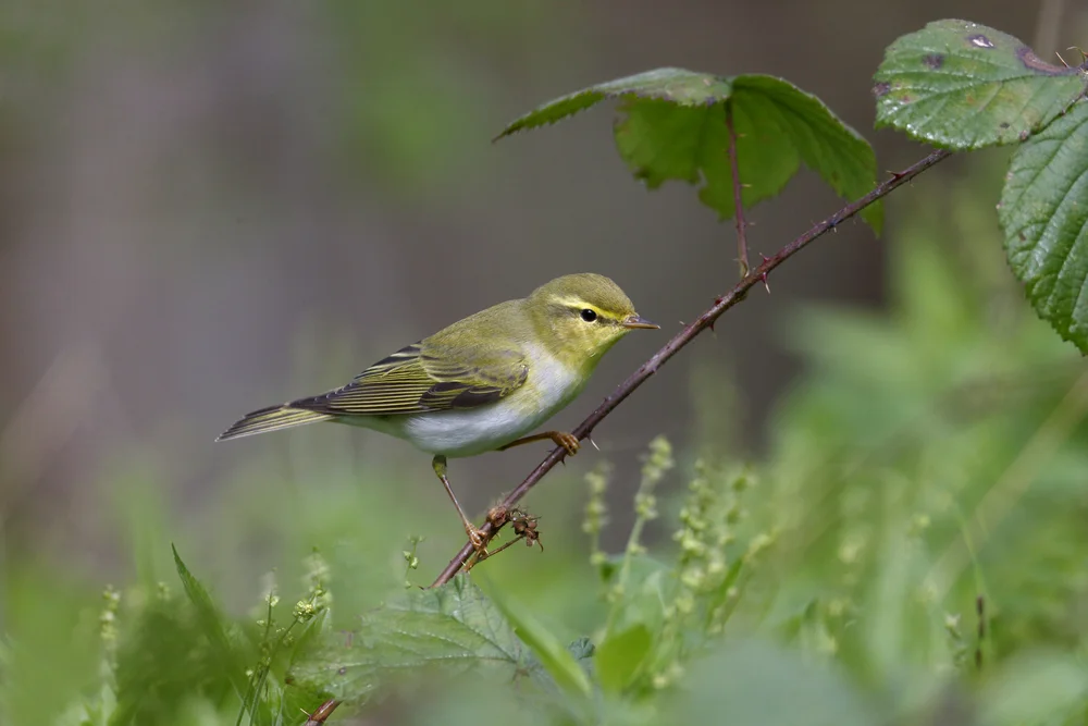 Waldlaubsänger (Phylloscopus sibilatrix)