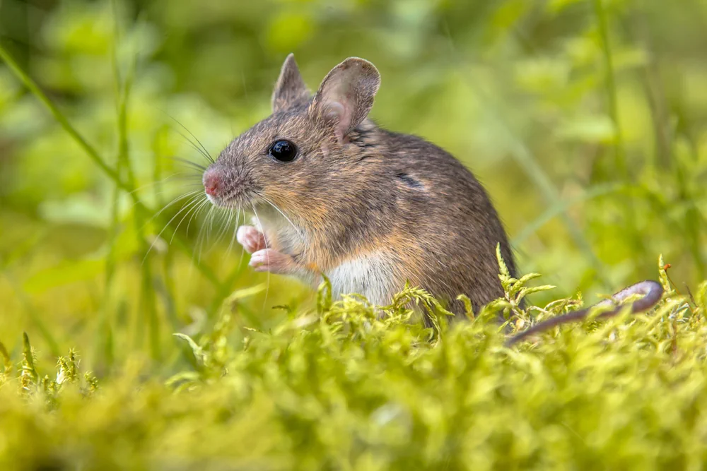 Waldmaus