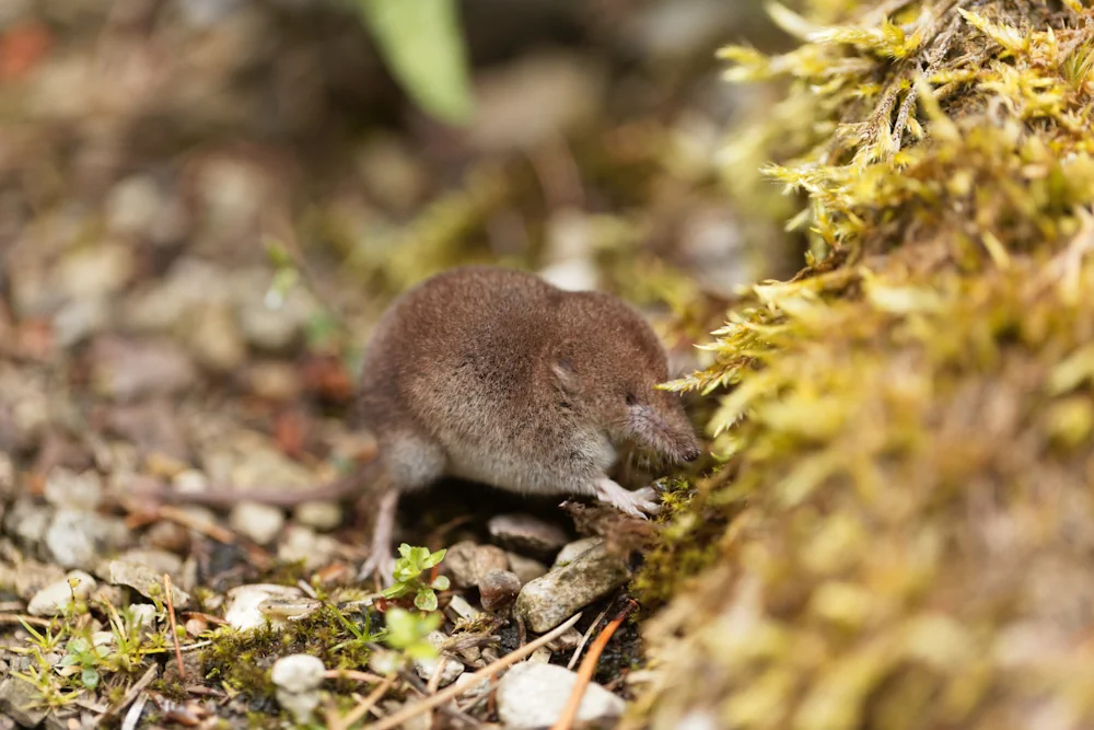 Waldspitzmaus