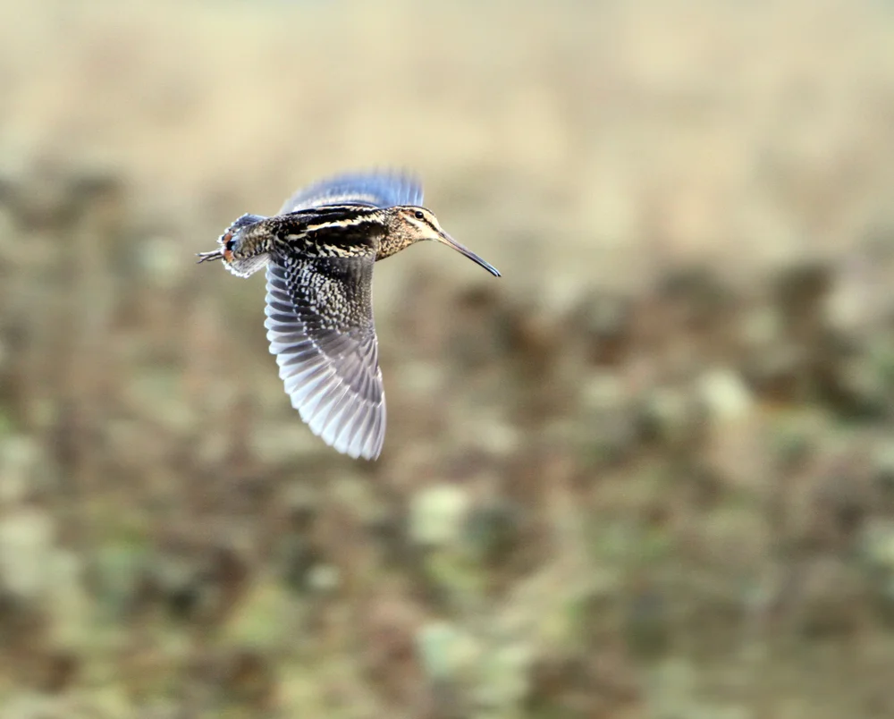 Waldstrandläufer (Gallinago nemoricola)
