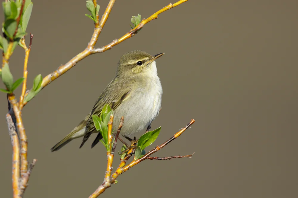 Walentins Waldsänger (Seicercus whistleri)