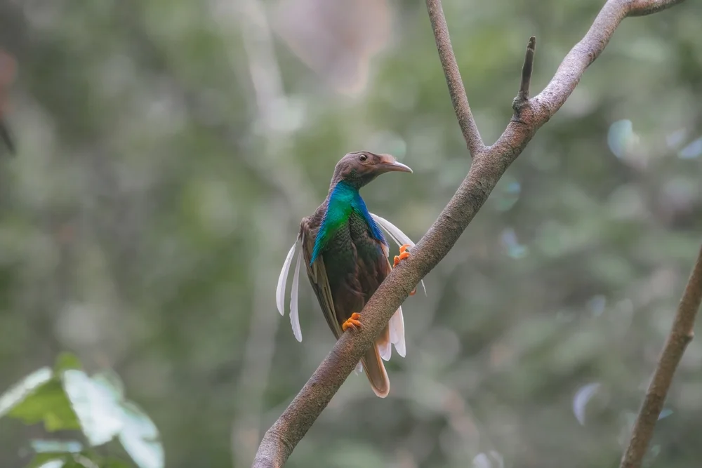 Wallace-Glanzvogel (Semioptera wallacii)