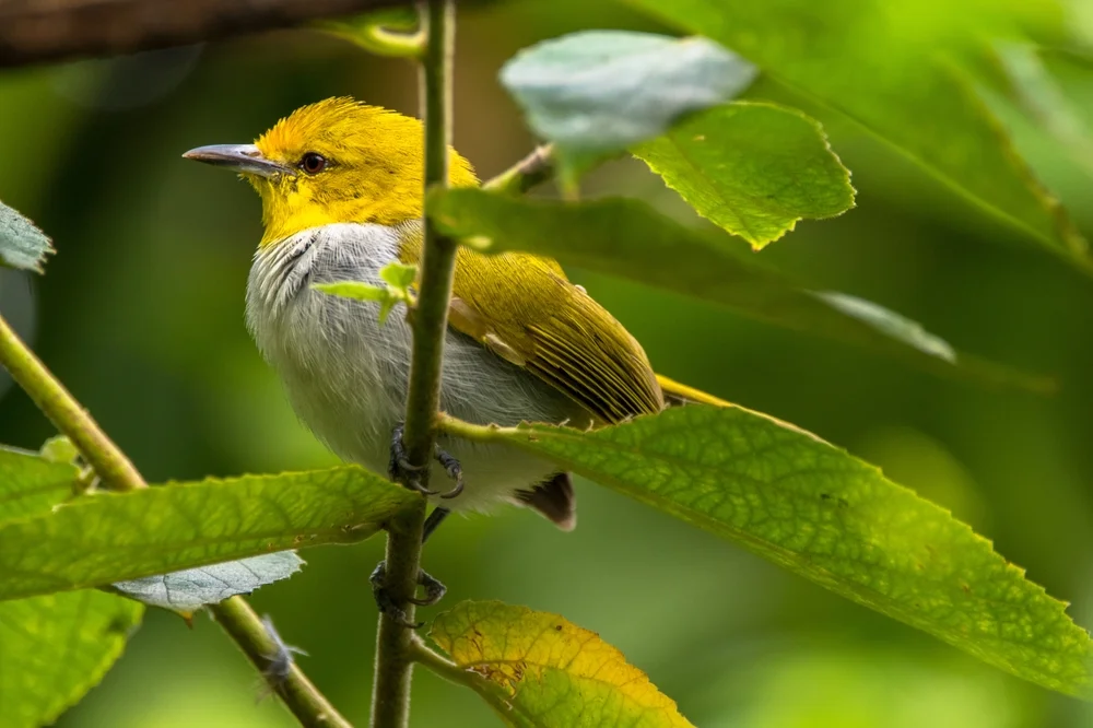 Wallaces Brillenvogel (Zosterops wallacei)