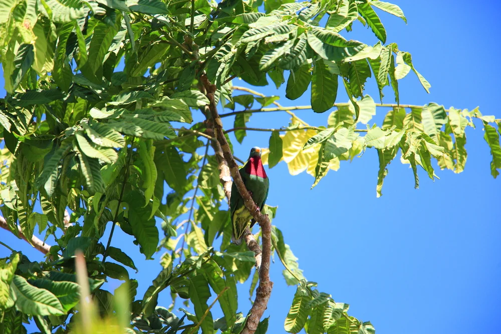Wallaces Fruchttaube (Ptilinopus viridis)