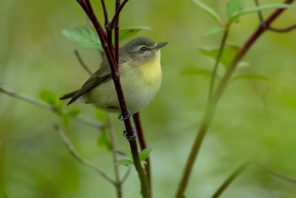 Wallago (Vireo philadelphicus)