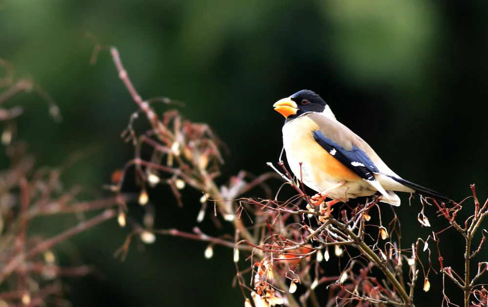 Wander-Kernbeißer (Eophona migratoria)