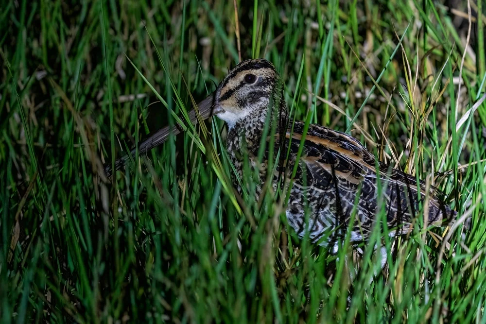 Wander-Schnepfenstrandläufer (Gallinago undulata)