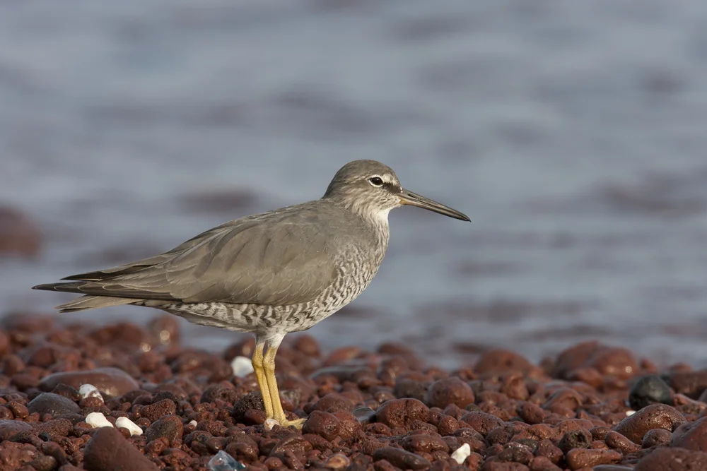 Wander-Wasserläufer (Tringa incana)