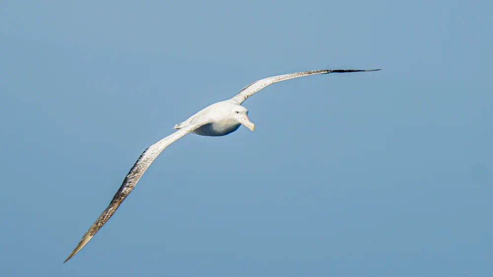 Wanderalbatros (Diomedea exulans)