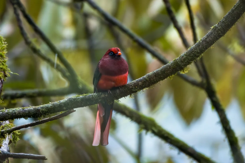 Wards Nektarvogel (Harpactes wardi)