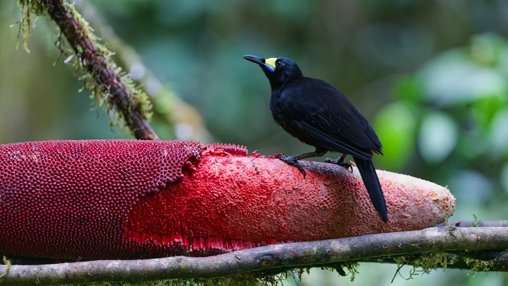 Warzen-Paradiesvogel (Paradigalla carunculata)