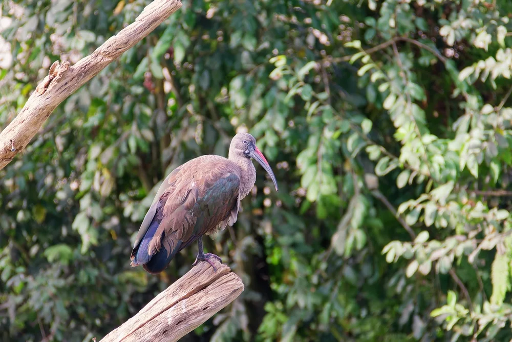 Warzenibis (Pseudibis papillose)
