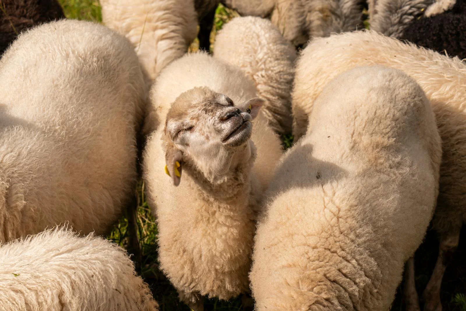 A group of sheep grazing contentedly in a sunny outdoor pasture.