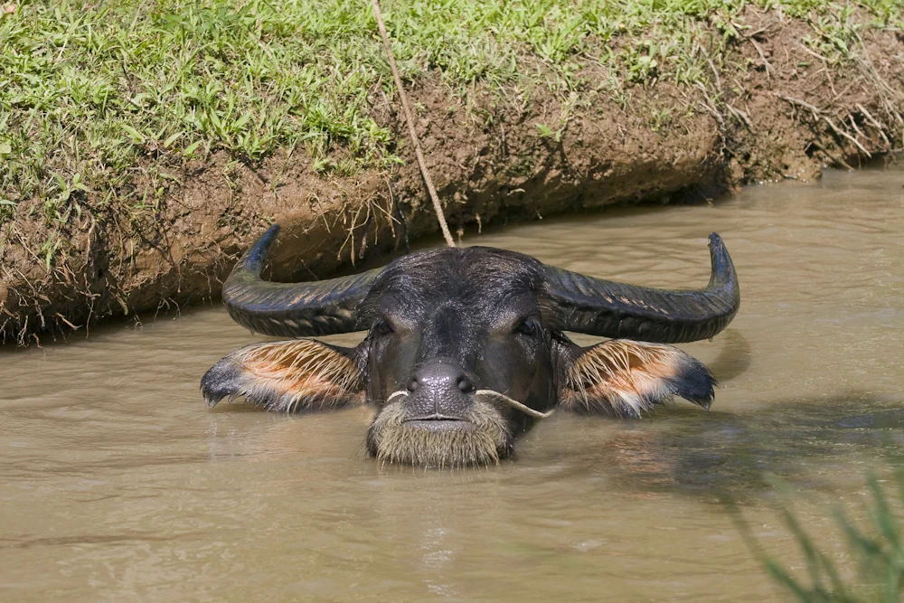 Wasserbüffel