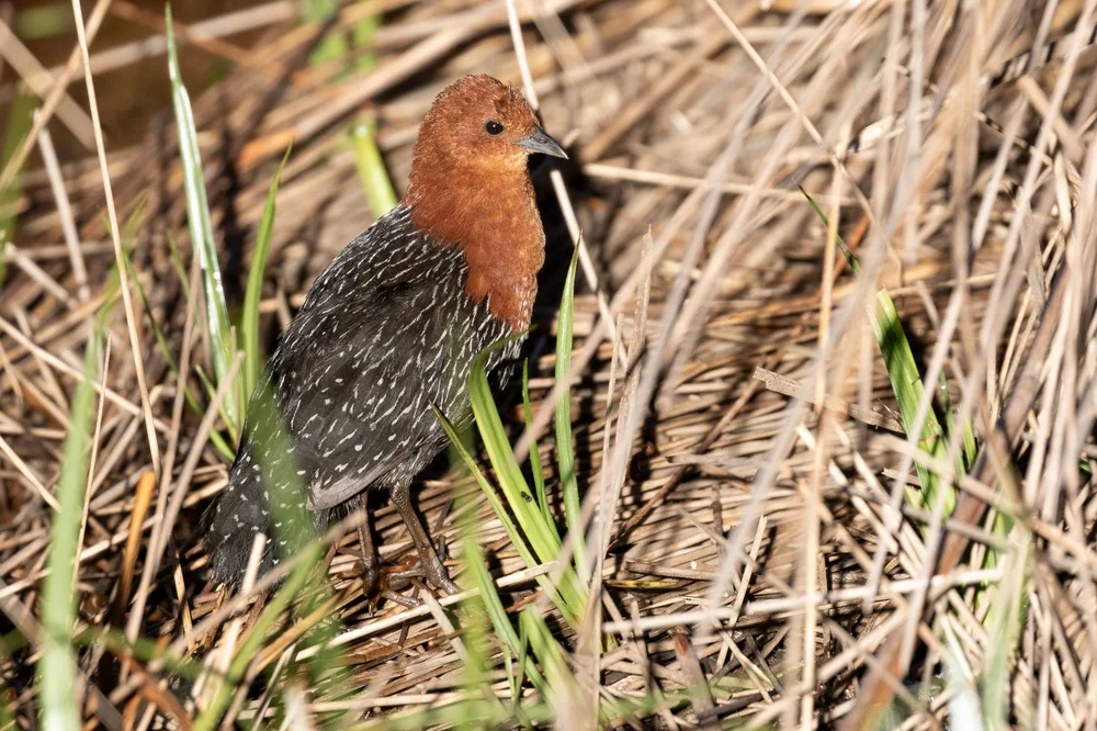 Waters Sumpfhuhn (Sarothrura watersi)