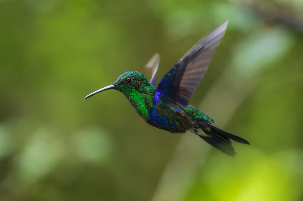 Watertons Elfenkolibri (Thalurania watertonii)