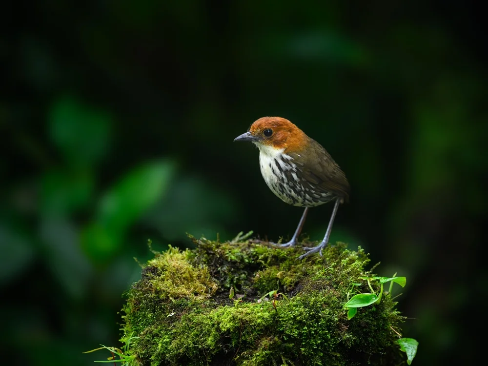 Watkins' Ameisenpitta (Grallaria watkinsi)