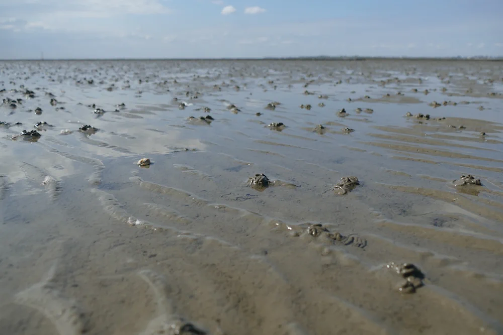 Exkremente des Wattwurms