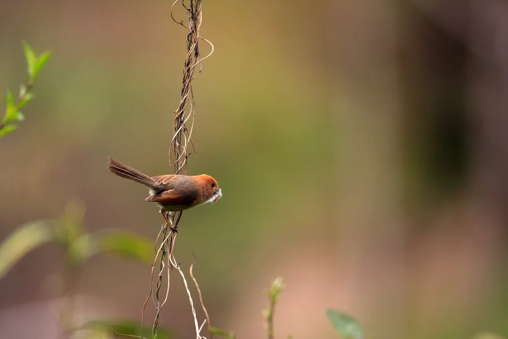 Webers Baumhäherling (Sinosuthora webbiana)