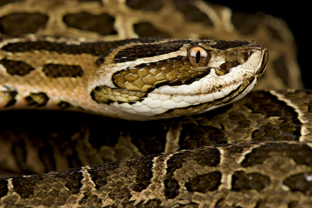 Wechsel-Lanzenotter (Bothrops alternatus)