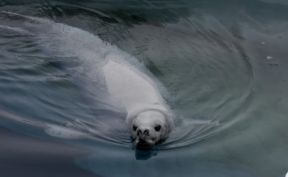 Weddellrobbe