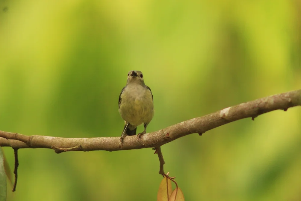 Weedens Tyrann (Phyllomyias weedeni)