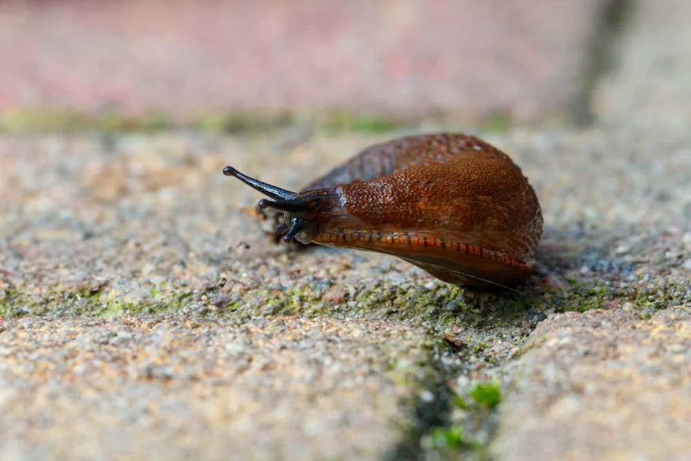 Wegschnecke (Arionidae)