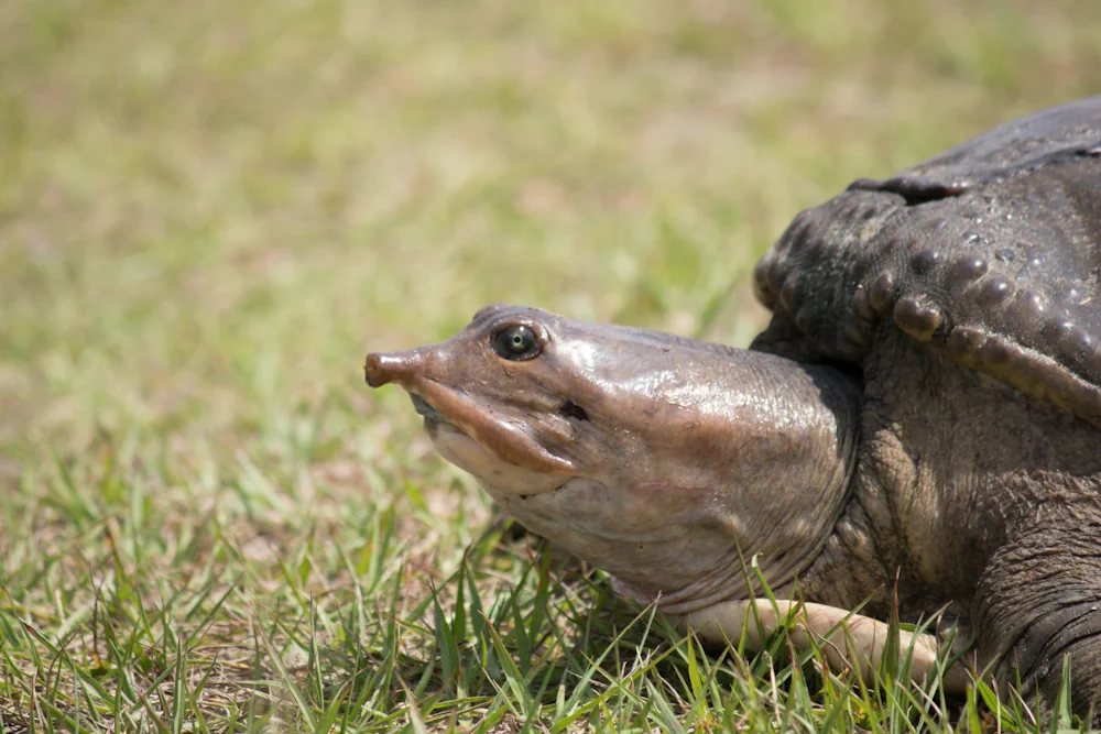 Florida Weichschildkröte