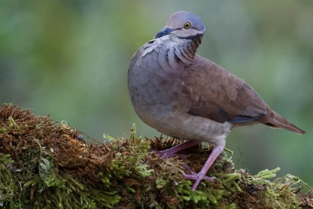 Weichschwanz-Drossel (Abessinien-Brillenvogel)