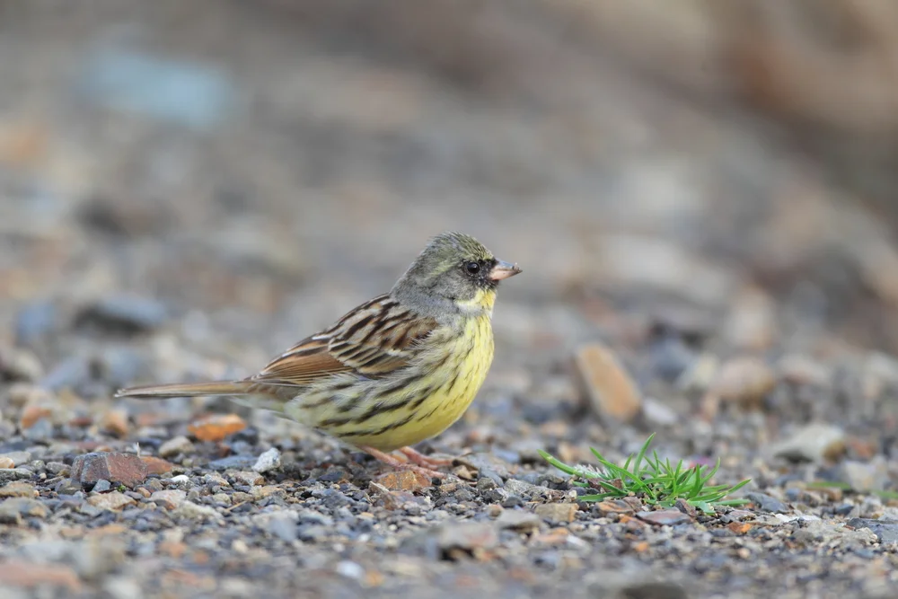 Weidenammer (Emberiza spodocephala)