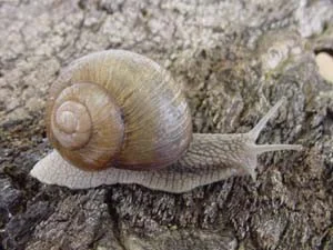 Weinbergschnecke