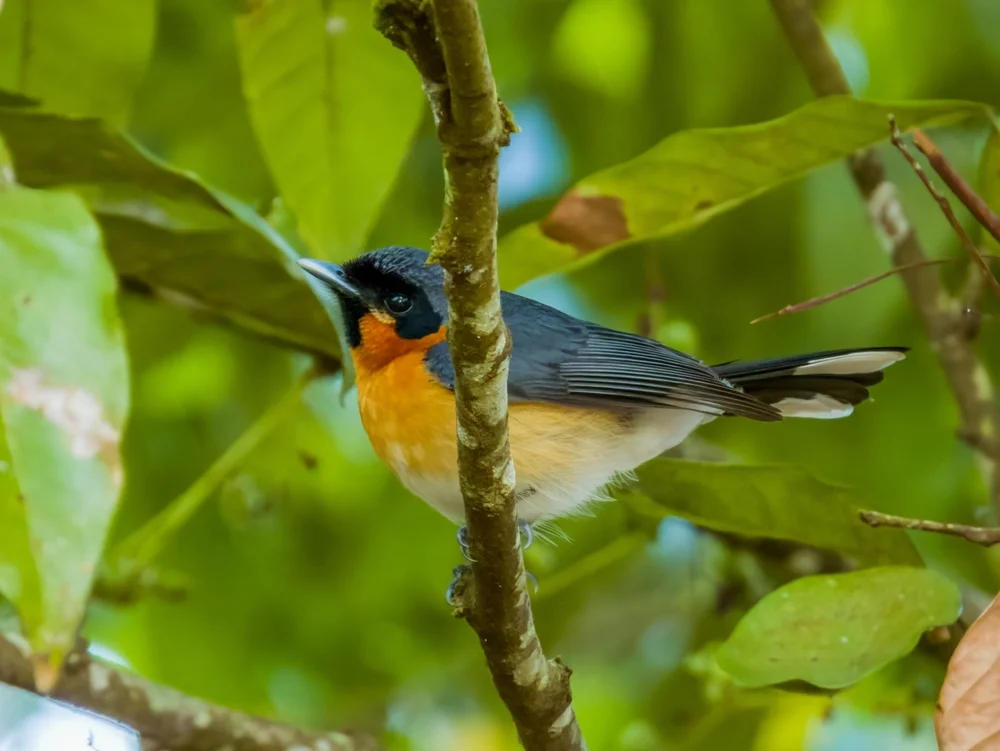Weißachsel-Zwerghoniganzeiger (Symposiachrus axillaris)
