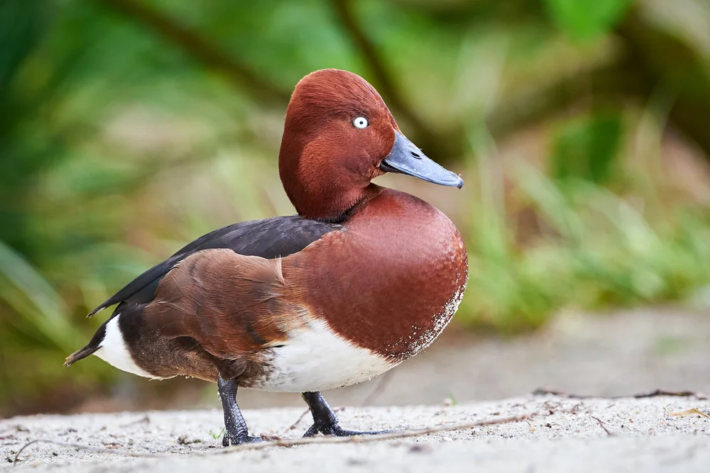 Weißäugige Ente (Aythya nyroca)