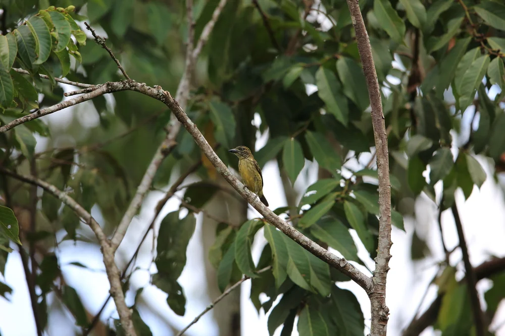 Weißbart-Bartvogel (Pogoniulus leucomystax)