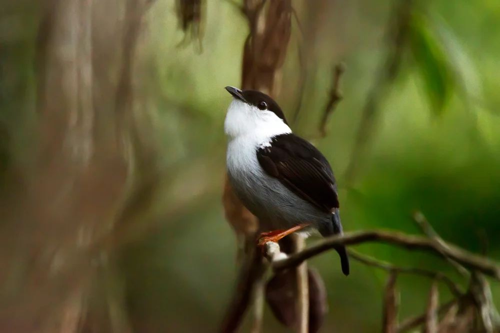 Weißbart-Schopftyrann (manacus manacus)