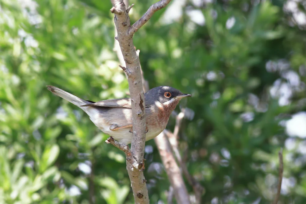 Weißbartgrasmücke (Sylvia cantillans)