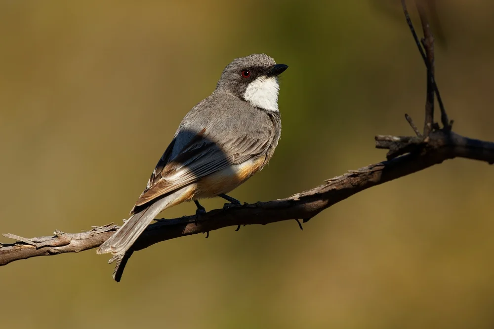 Weißbauch-Dickkopfdrossling (Pachycephala leucogastra)