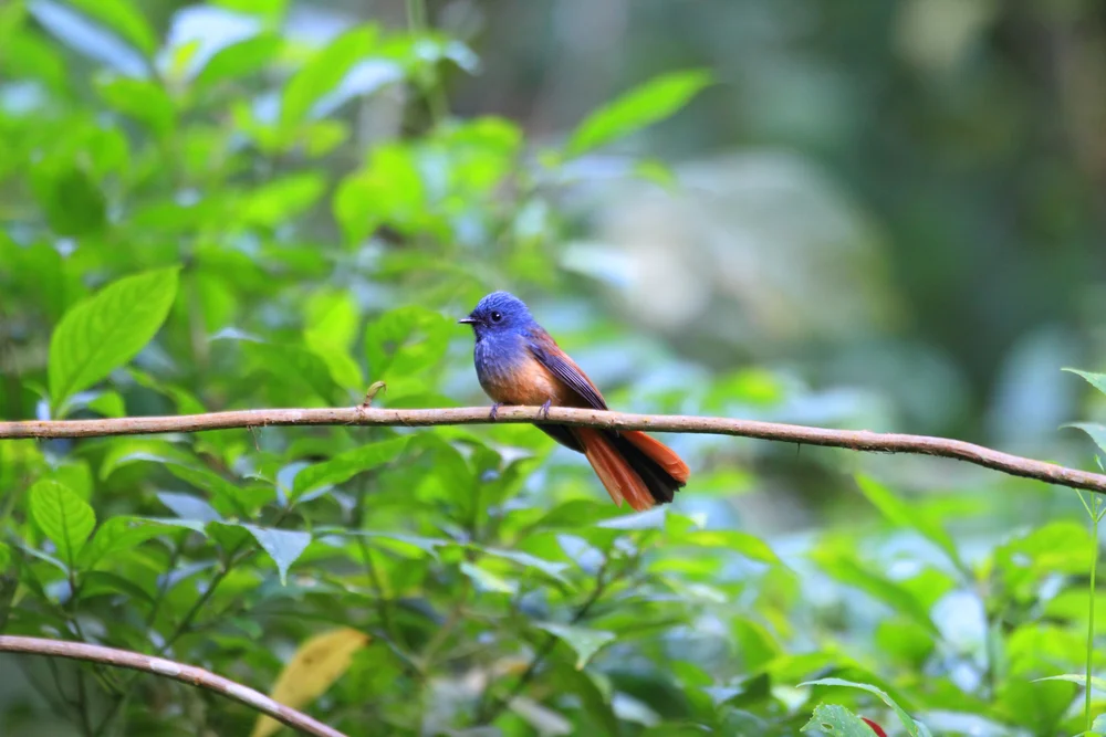 Weißbauch-Fächerschwanz (Rhipidura albiventris)