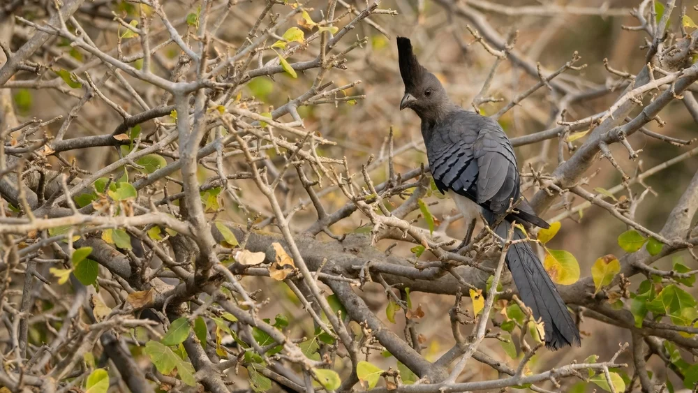 Weißbauch-Fasan (Corythaixoides leucogaster)