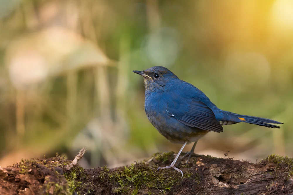 Weißbauch-Meisenästling (Myiomela albiventris)