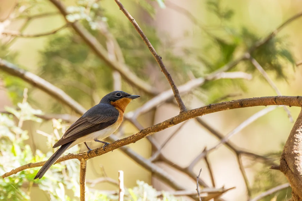 Weißbauch-Schnäppertyrann (Myiagra albiventris)
