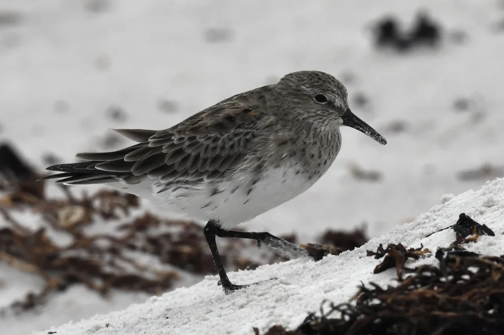 Weißbauch-Strandläufer (Calidris fuscicollis)