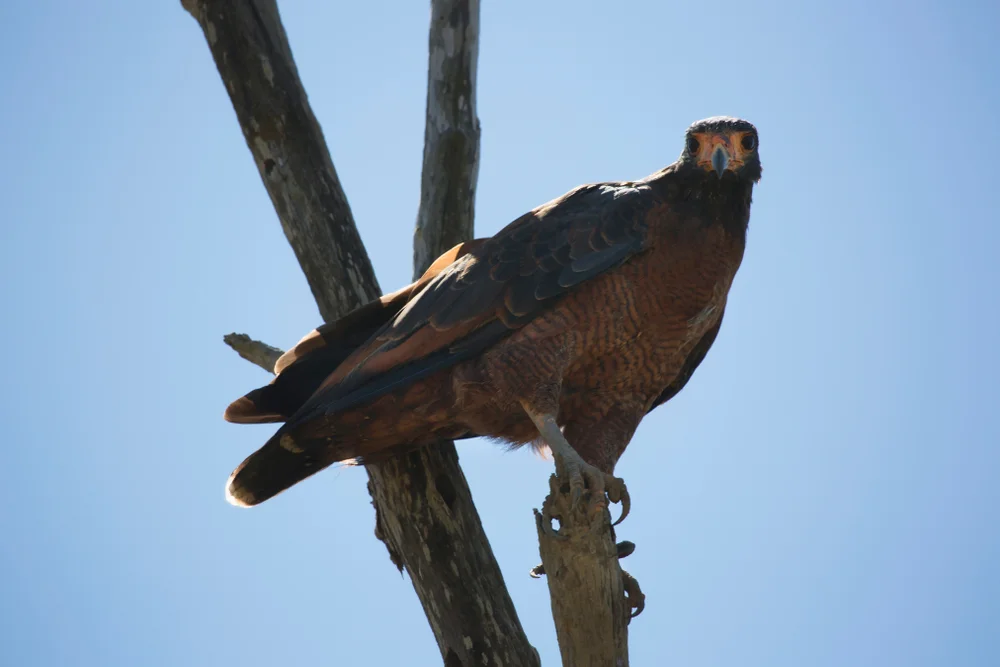 Weißbauchhabicht (Buteogallus aequinoctialis)