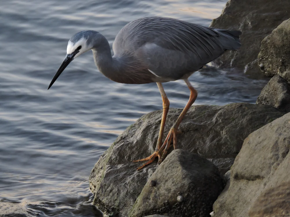 Weißbauchreiher (Egretta novaehollandiae)